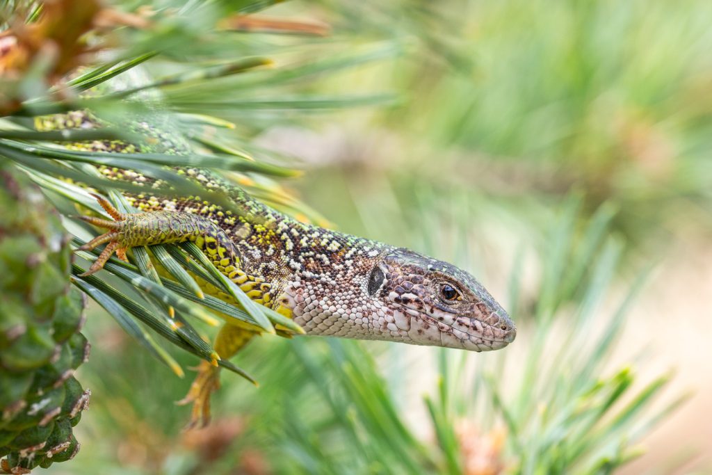 Ještěrka zelená (Lacerta viridis)