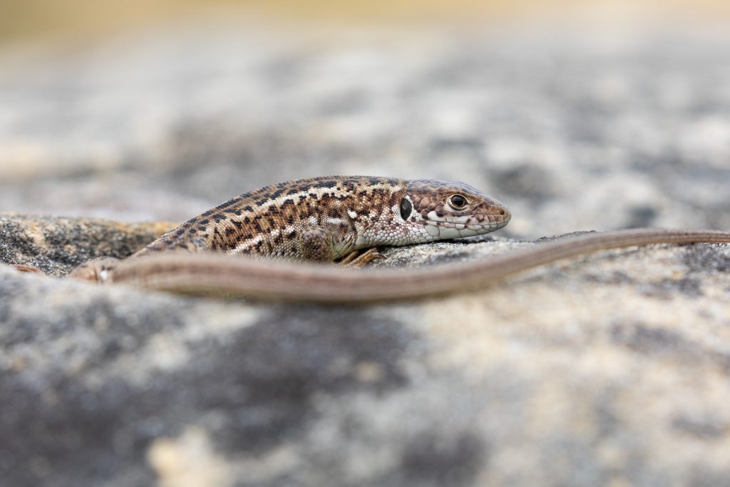 Ještěrka zelená (Lacerta viridis)
