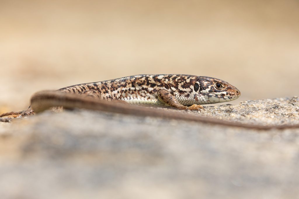 Ještěrka zelená (Lacerta viridis)
