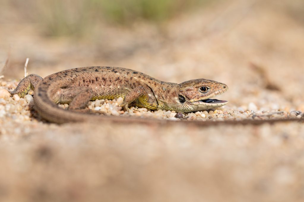 Ještěrka zelená (Lacerta viridis)