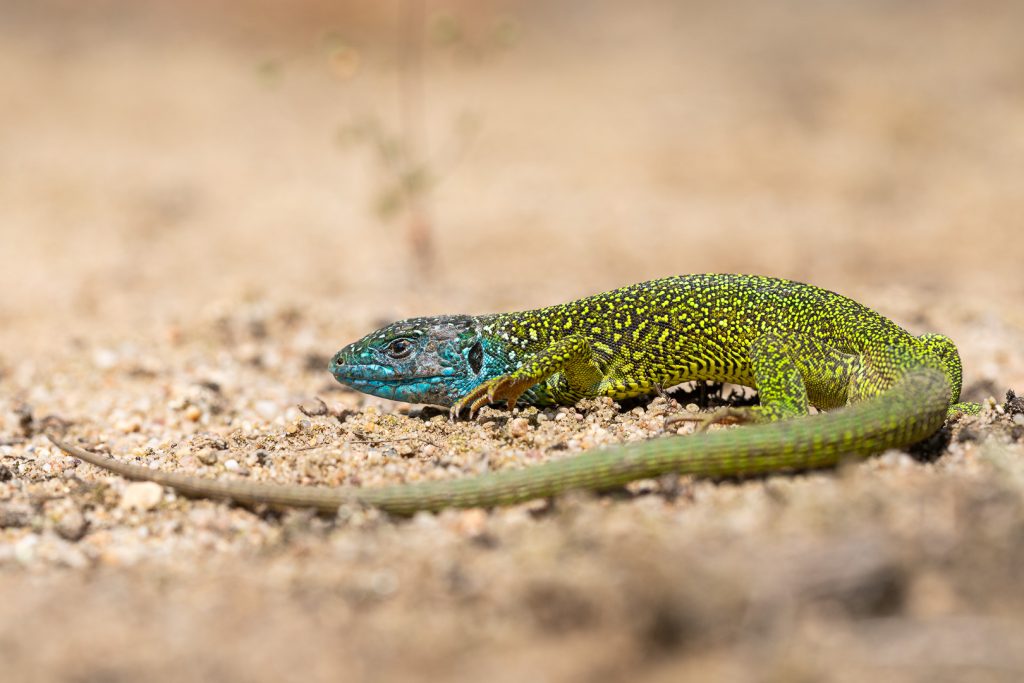 Ještěrka zelená (Lacerta viridis)