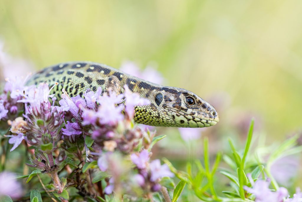 Ještěrka obecná (Lacerta agilis)