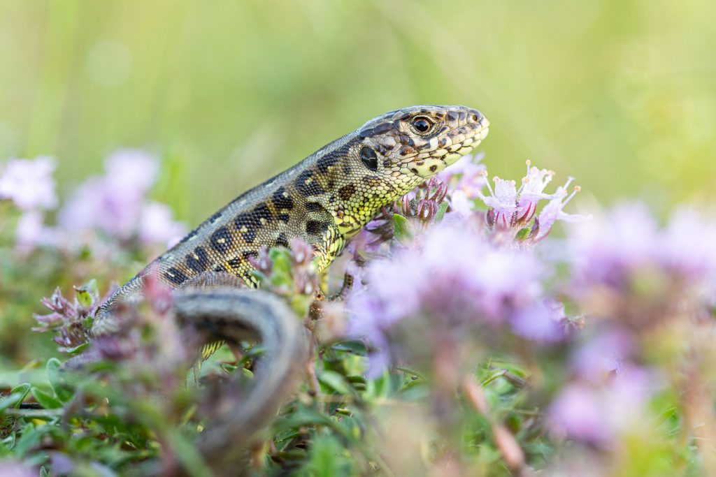 Ještěrka obecná (Lacerta agilis)