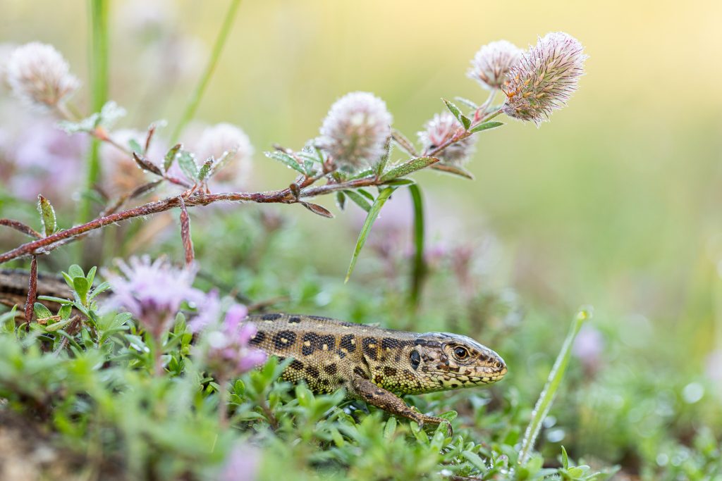 Ještěrka obecná (Lacerta agilis)