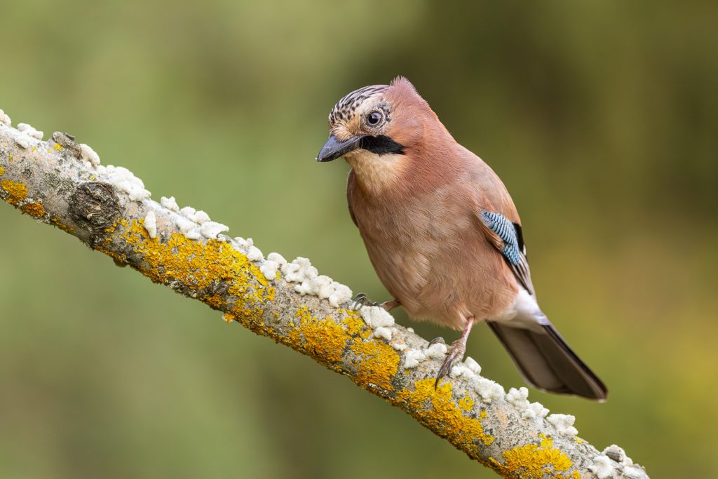 Eurasian Jay (Garrulus glandarius) perched on a pale lichen-crusted branch, looking down with a cautious, focused expression