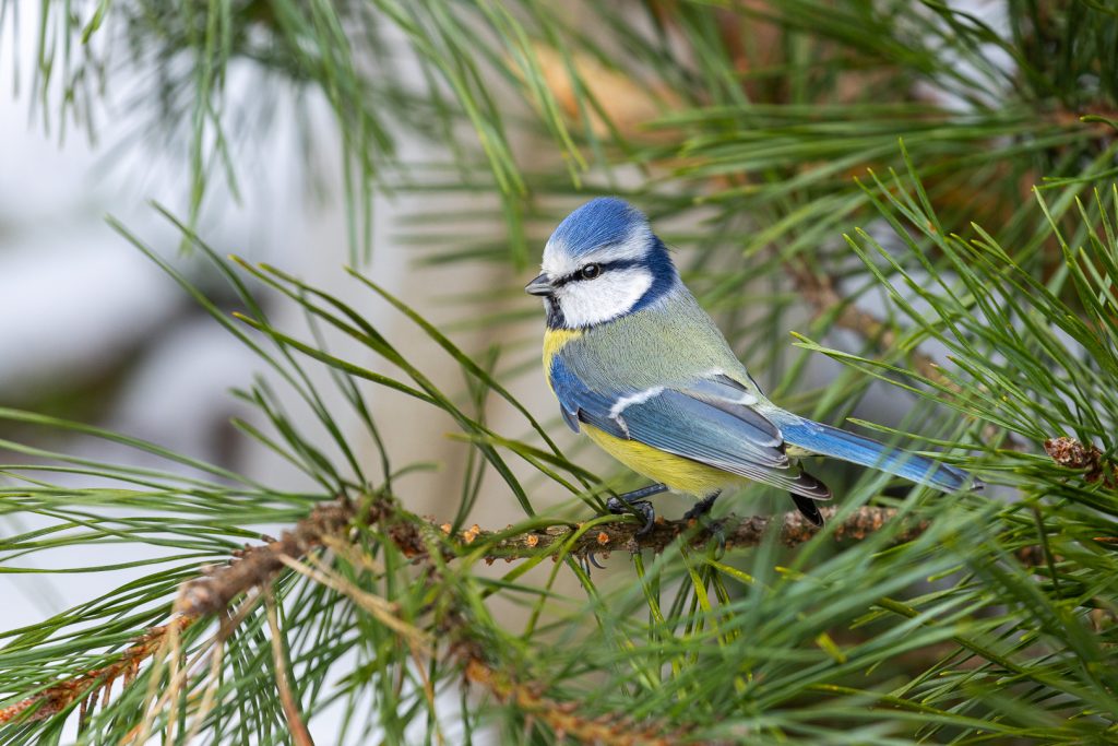 Blue tit (Cyanistes caeruleus) sitting on a pine branch surrounded by green needles