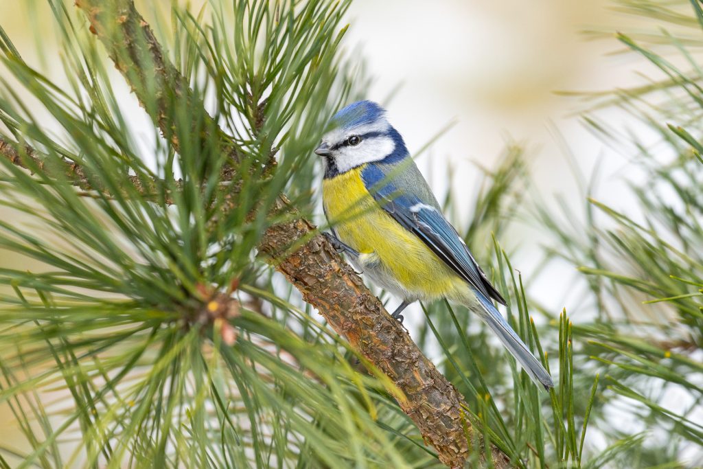 Blue tit (Cyanistes caeruleus) perched among pine needles, partly hidden by branches