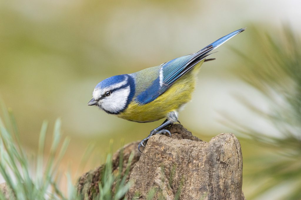 Blue tit (Cyanistes caeruleus) leaning forward on a tree stump, showing blue wings and yellow chest
