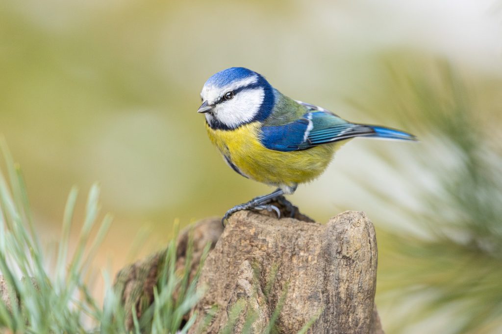 Blue tit (Cyanistes caeruleus) perched on a stump, looking alert with soft bokeh in the background