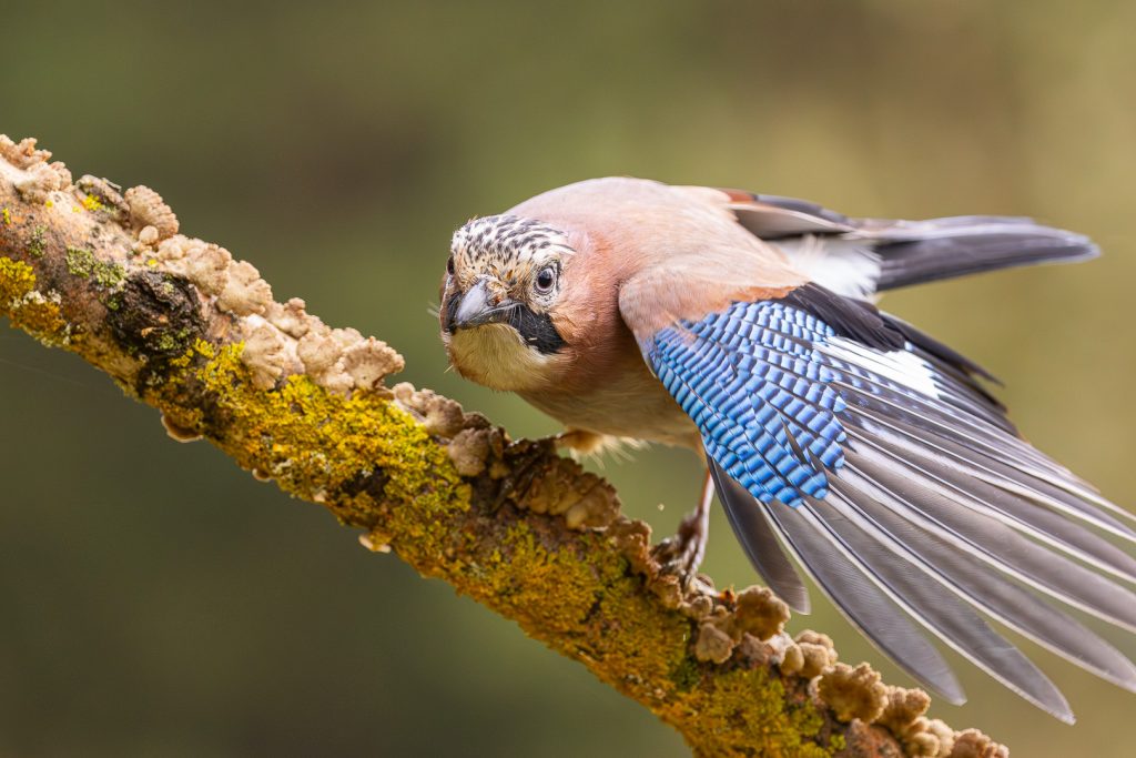Eurasian Jay (Garrulus glandarius) leaning forward with wings half-open, the blue coverts spread like a fan, perched on a lichen-covered branch