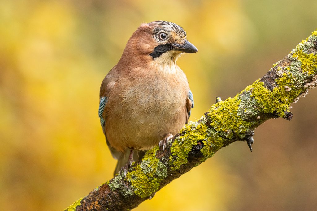 Eurasian Jay (Garrulus glandarius) perched on a vivid yellow-lichen branch, fluffed plumage and alert posture, autumn colors softly blurred behind
