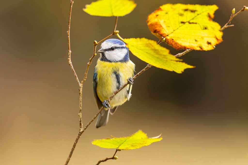 Blue Tit (Cyanistes caeruleus) perched calmly among late-autumn leaves, captured in a soft natural environment