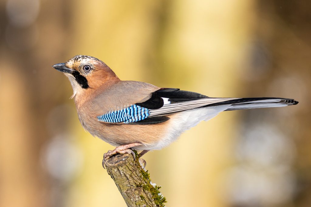 Eurasian Jay (Garrulus glandarius) perched on a snowy stump, bright light revealing the crisp blue wing patch and clean plumage