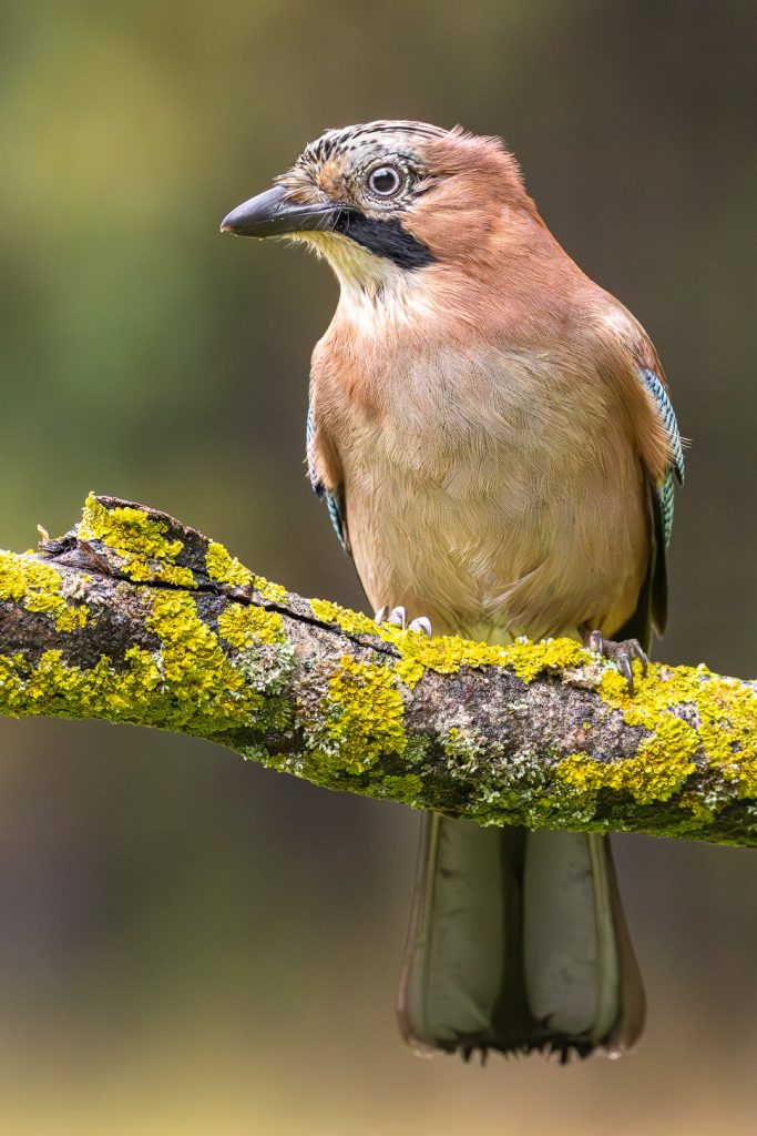 Eurasian Jay (Garrulus glandarius) sitting upright on a lichen-covered branch, long tail hanging down, calmly observing its surroundings