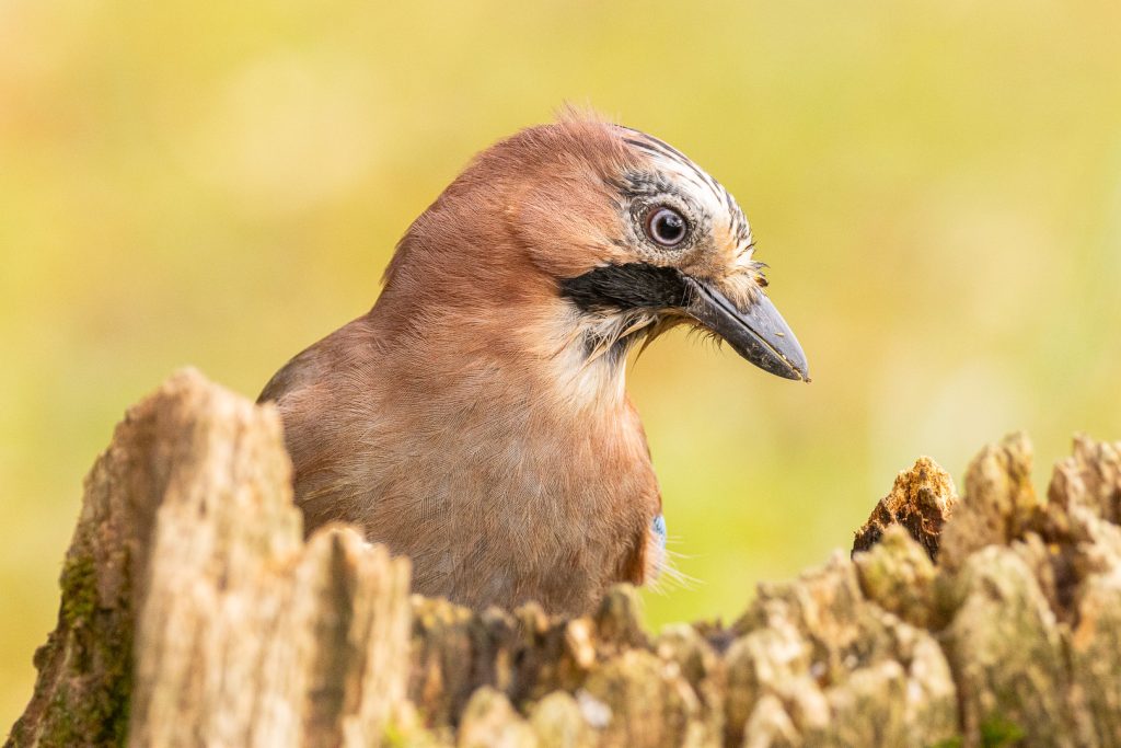 Eurasian Jay (Garrulus glandarius) close-up behind a broken stump, warm light highlighting its detailed face and soft plumage