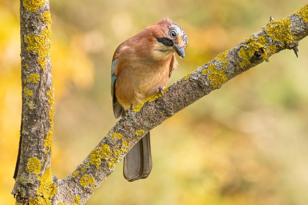 Eurasian Jay (Garrulus glandarius) resting on a yellow-mottled branch, head lowered, eye fixed forward in a sharp attentive pose