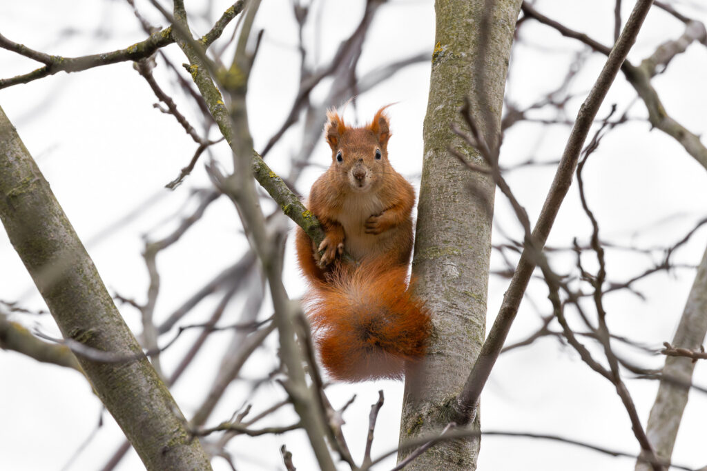 Red squirrel (Sciurus vulgaris) perched high on a tree branch, sitting upright and watching the surroundings among leafless winter branches