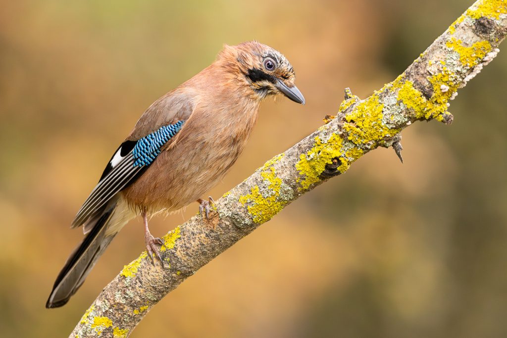 Eurasian Jay (Garrulus glandarius) leaning forward on a lichen-covered branch, head tilted in curiosity, detailed face and wing pattern in warm autumn light