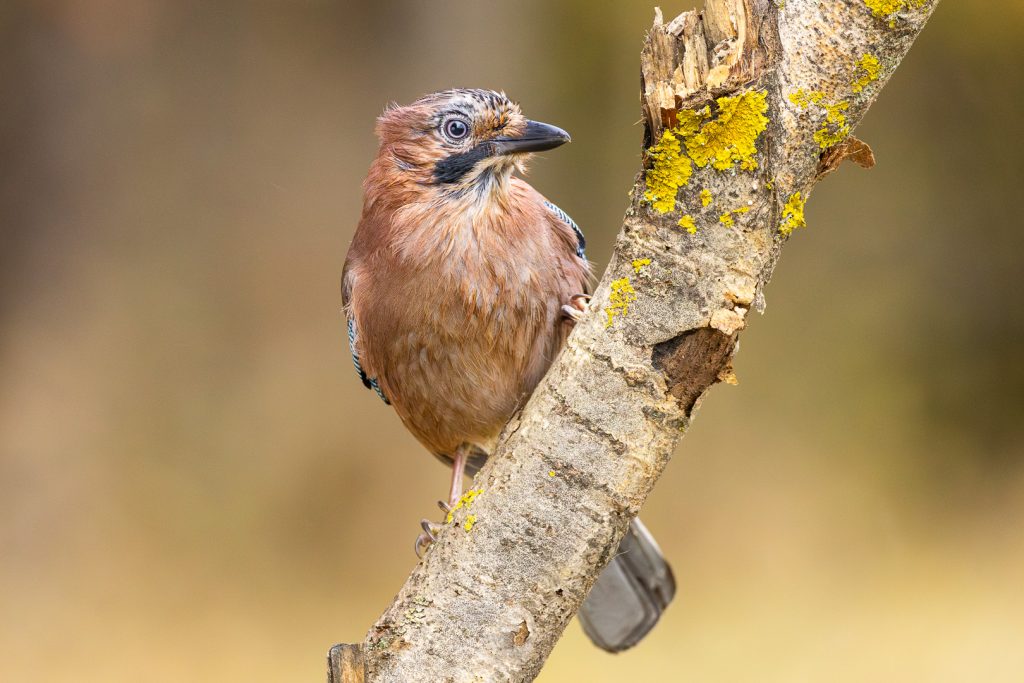 Eurasian Jay (Garrulus glandarius) perched upright, slightly turned toward the viewer, bright blue coverts visible against the textured yellow-lichen branch