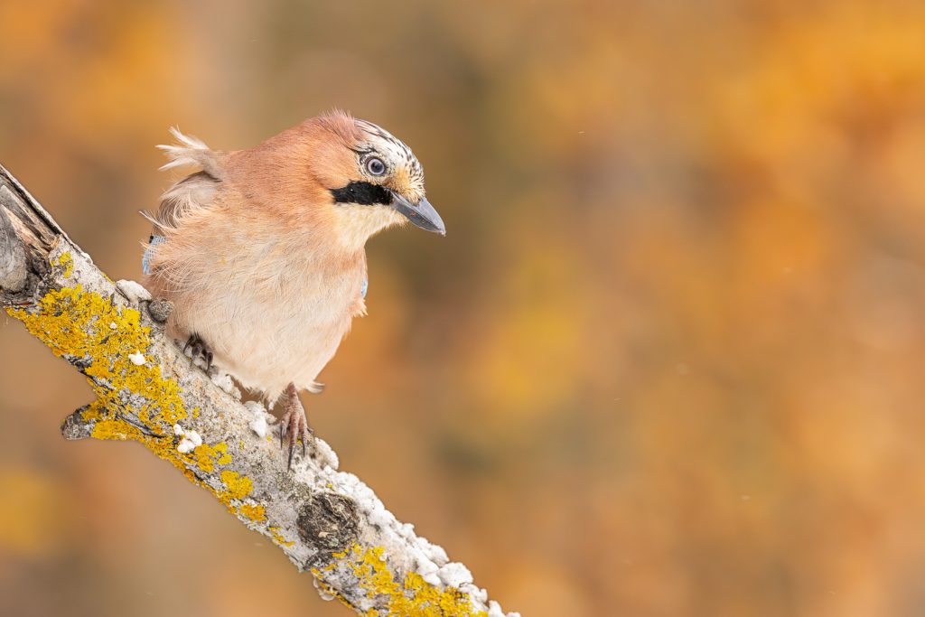 Eurasian Jay (Garrulus glandarius) perched on a lichen-covered branch, feathers ruffled by wind, warm autumn bokeh filling the background