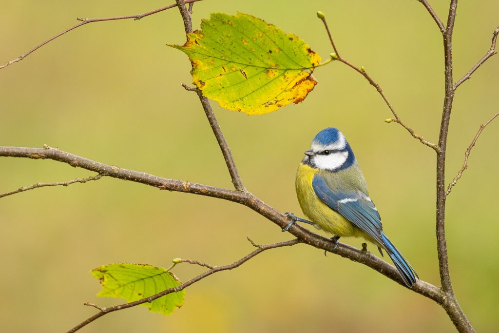 Blue Tit (Cyanistes caeruleus) sitting on a branch with fading autumn leaves in a peaceful forest backdrop