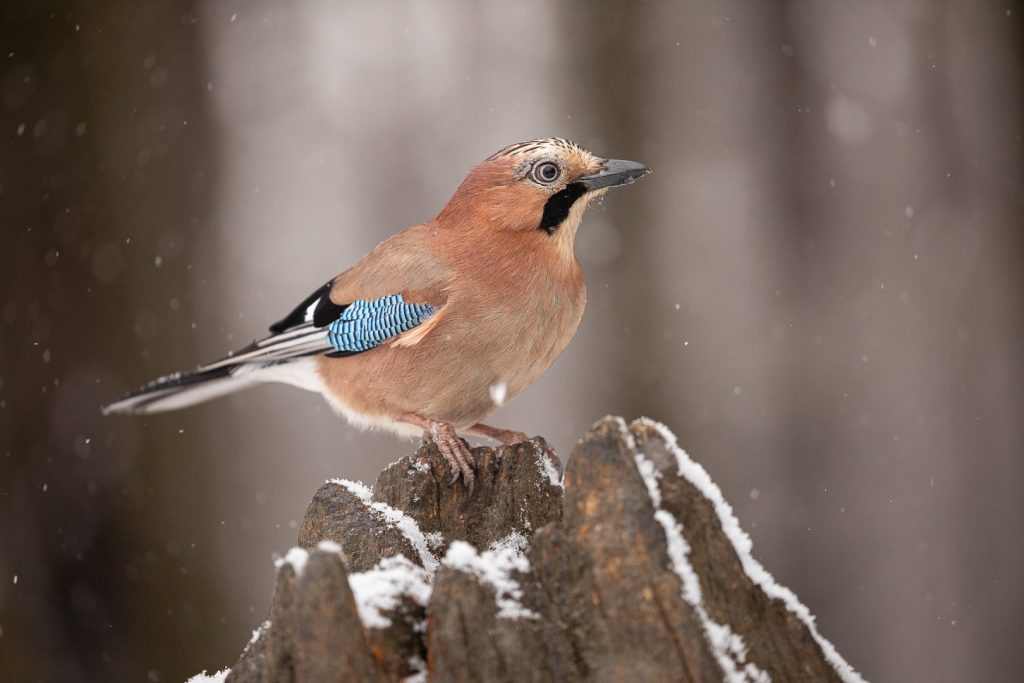 Eurasian jay (Garrulus glandarius) perched on a snowy tree stump during light snowfall, sharp plumage detail and soft winter background