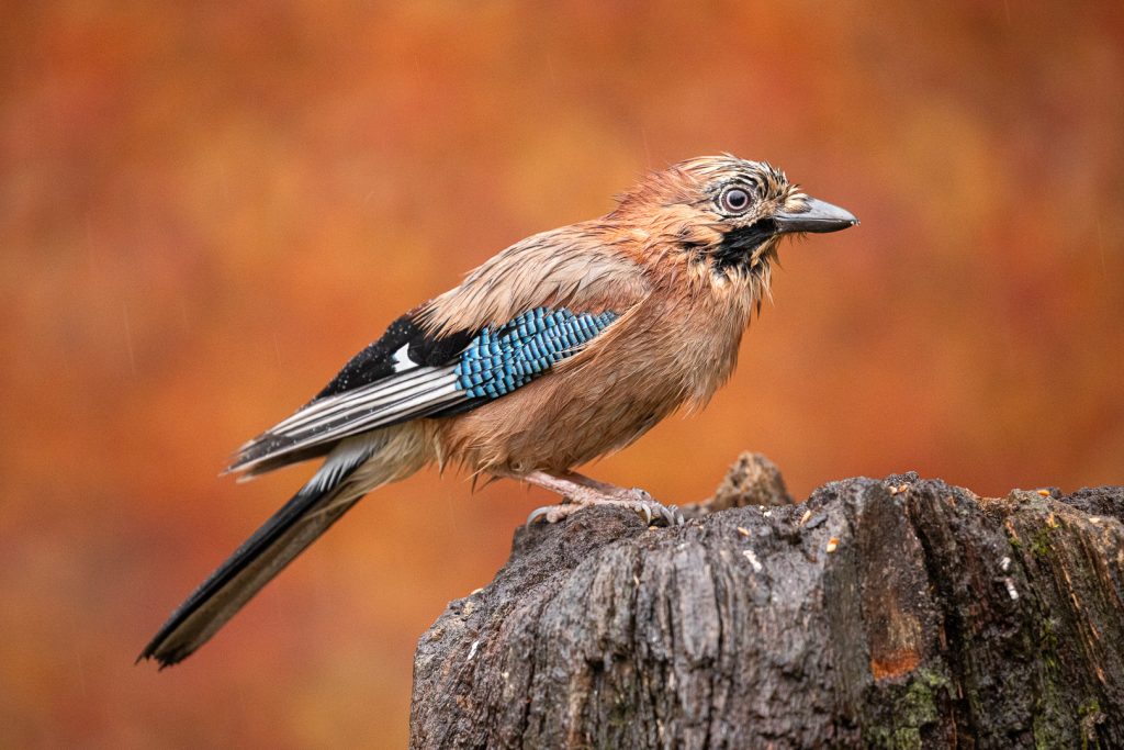 Wet Eurasian jay (Garrulus glandarius) perched on a dark stump in the rain, feathers soaked and autumn colors in the background