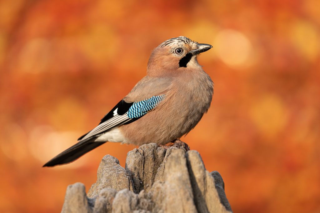 Eurasian jay (Garrulus glandarius) in warm sunlight, perched on a weathered stump with a vibrant orange autumn background