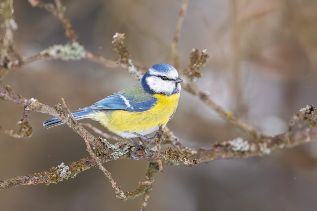 Blue Tit (Cyanistes caeruleus) standing on a lichen-covered branch during snowfall