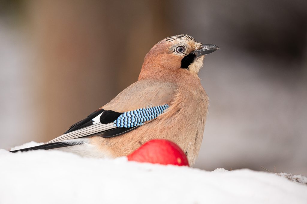 Eurasian Jay (Garrulus glandarius) on snow with a red apple in front, feathers sharp against a blurred winter forest