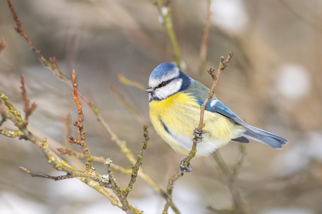 Blue Tit (Cyanistes caeruleus) balancing on thin frosty twigs in bright winter conditions