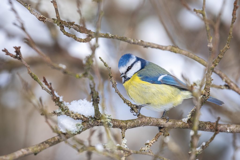 Blue Tit (Cyanistes caeruleus) perched on a snow-dusted branch in winter light