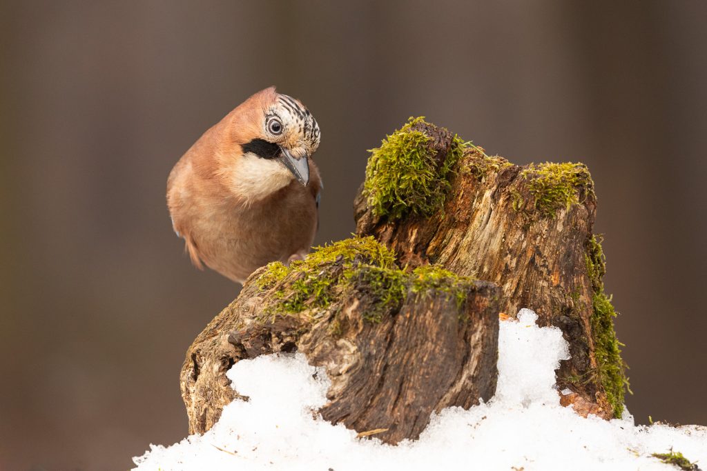 Eurasian Jay (Garrulus glandarius) cautiously observing from behind a moss-covered stump with patches of snow