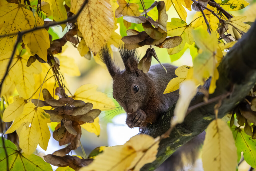 Red squirrel (Sciurus vulgaris) resting on a branch among yellow autumn leaves, nibbling on maple seeds held tightly in its paws