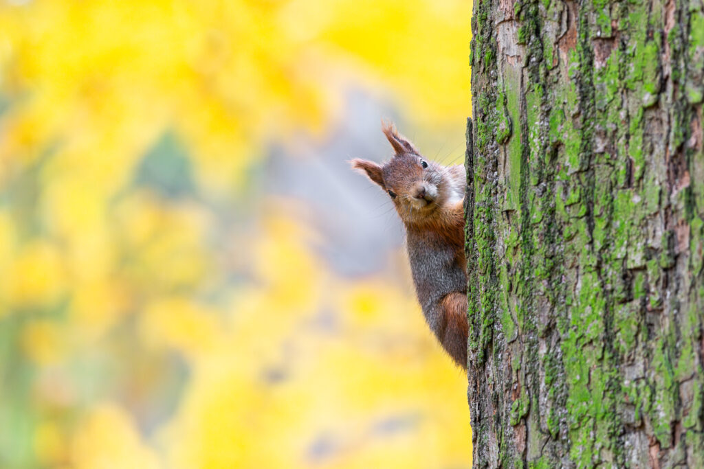 Red squirrel (Sciurus vulgaris) clinging to a tree trunk and looking out from behind the bark against a backdrop of yellow leaves