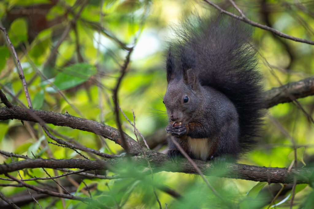 Red squirrel (Sciurus vulgaris) tucked into a tangle of green branches, carefully chewing on a chestnut held in its tiny paws
