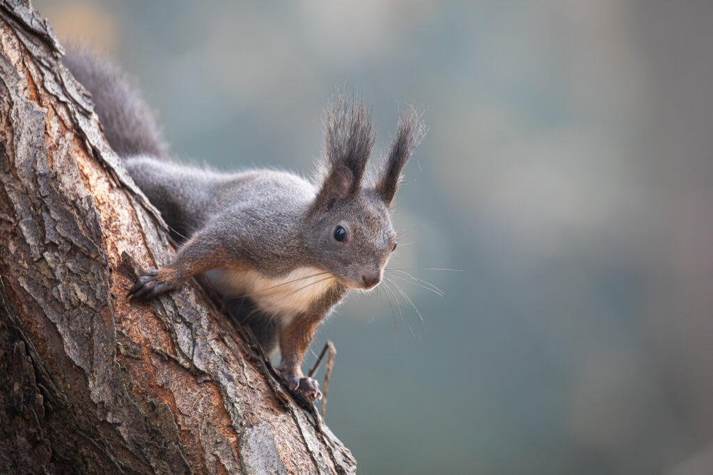 Red squirrel (Sciurus vulgaris) clinging to a tree trunk, leaning forward with ears raised and body tense in alert curiosity
