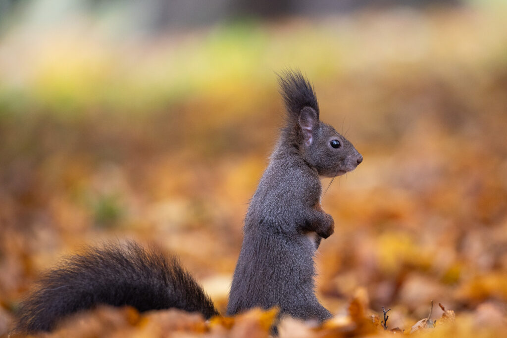 Red squirrel (Sciurus vulgaris) standing upright among autumn leaves, holding its front paws close to its chest