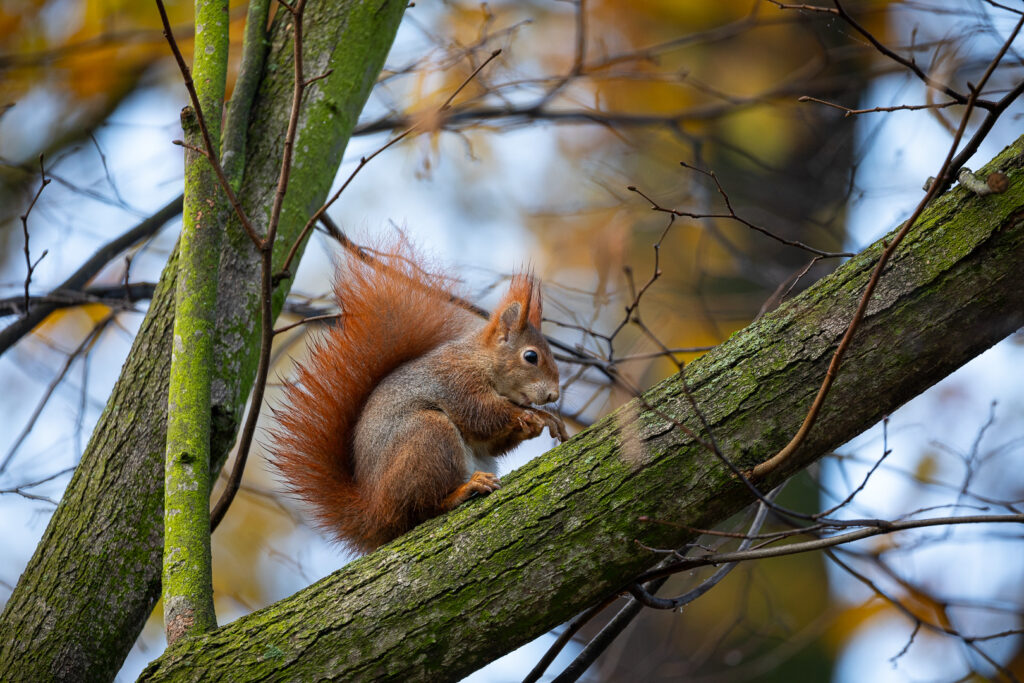Red squirrel (Sciurus vulgaris) resting on an angled branch, gently holding its paw near its face