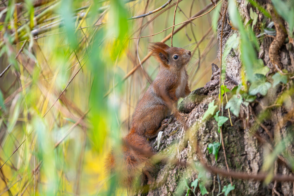 Red squirrel (Sciurus vulgaris) climbing up a tree trunk, partially hidden among green leaves and branches