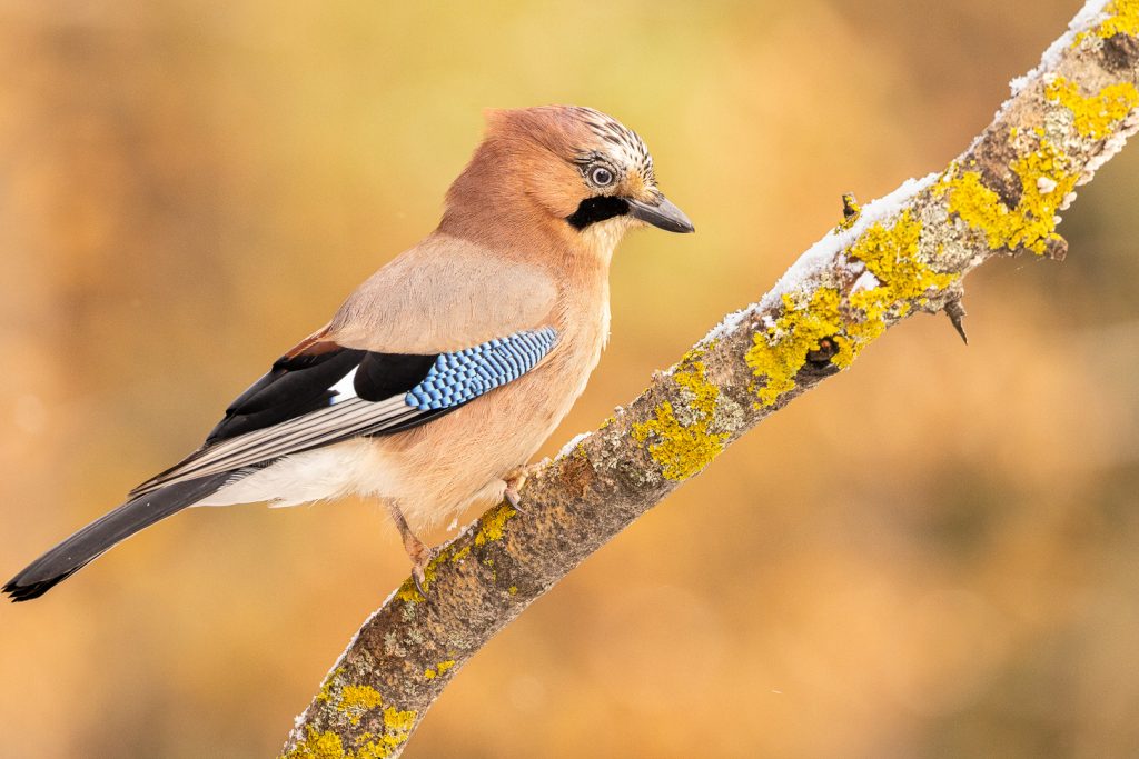 Eurasian Jay (Garrulus glandarius) standing alert on a frosty branch, warm golden bokeh behind emphasizing the bird’s detailed facial markings