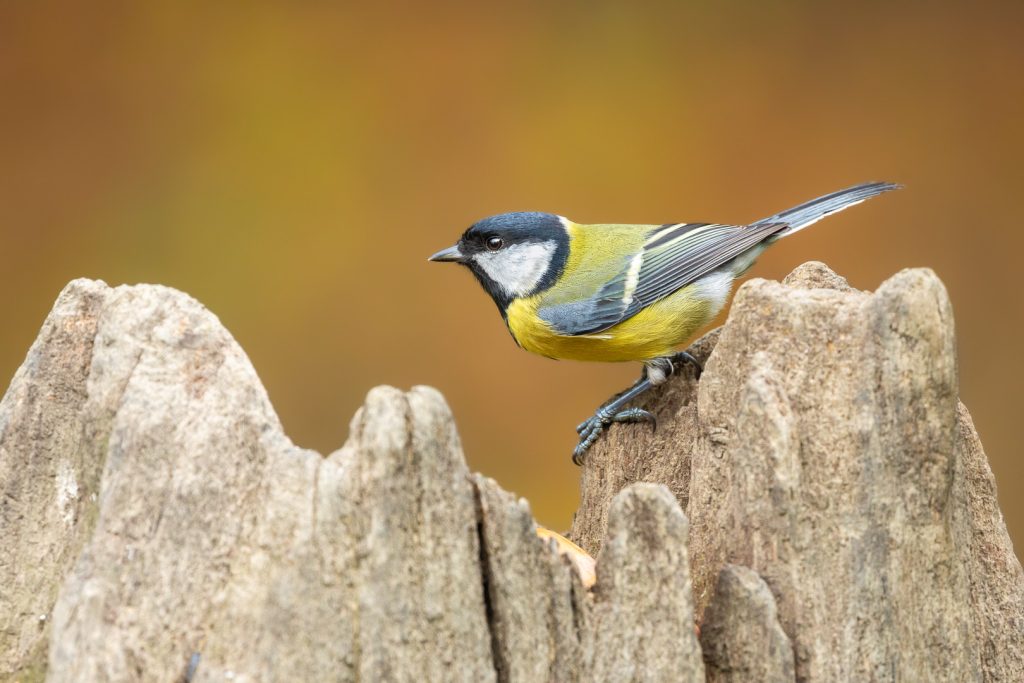 Great Tit (Parus major) perched on a jagged old stump with a smooth golden background
