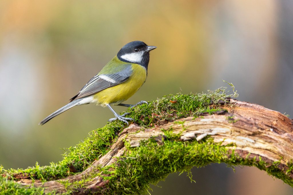 Great Tit (Parus major) standing on a lush moss-covered branch in soft forest light