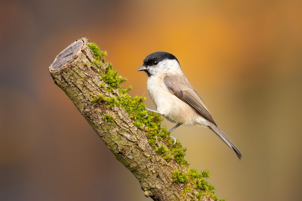Marsh Tit (Poecile palustris) perched on a tilted tree branch covered with moss, warm autumn bokeh creating a soft wildlife scene