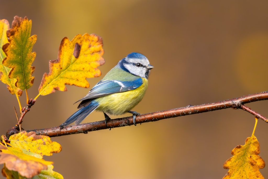 Blue Tit (Cyanistes caeruleus) sitting on an oak branch with autumn leaves in soft golden light