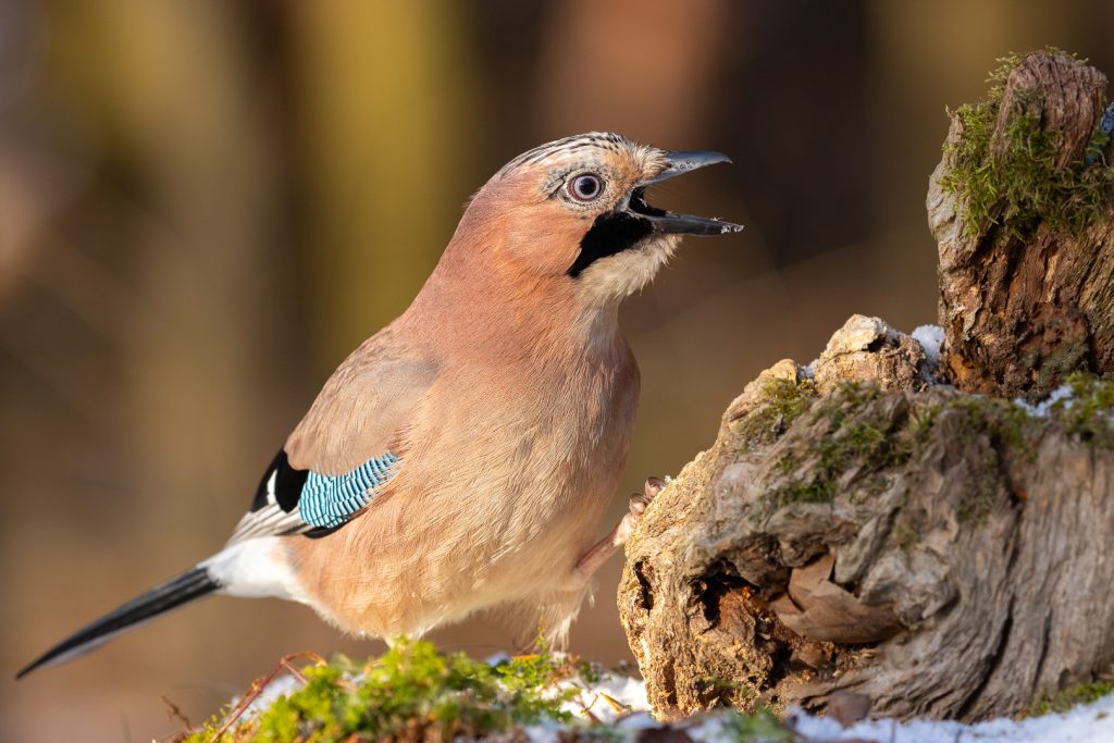 Eurasian Jay (Garrulus glandarius) calling with its beak open while standing on a mossy log in early winter sunlight