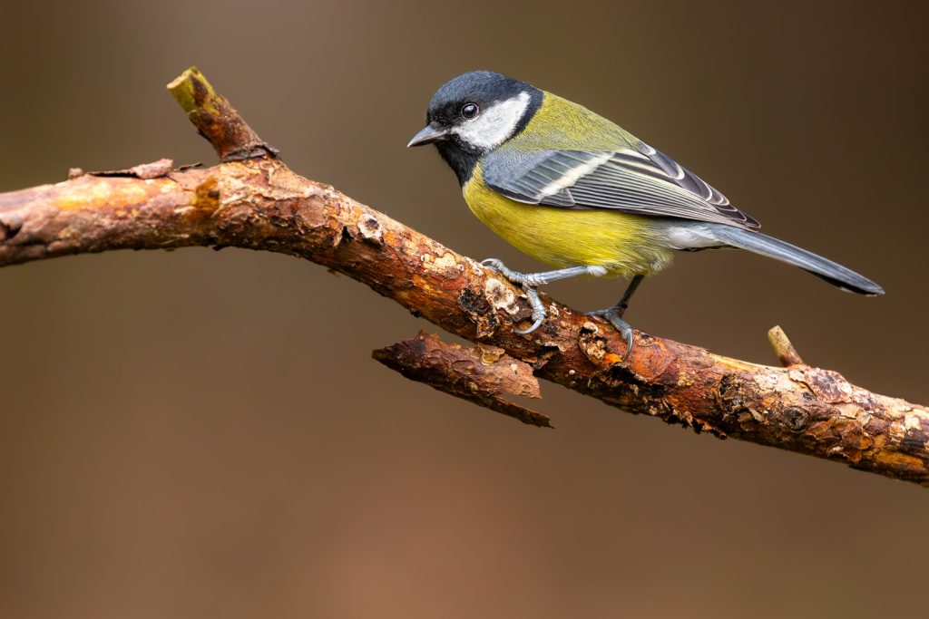 Great Tit (Parus major) perched on a rugged brown branch with a smooth dark background