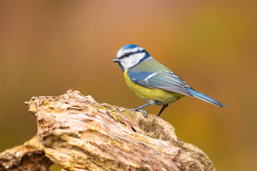Blue Tit (Cyanistes caeruleus) perched on a textured tree trunk with a warm blurred background