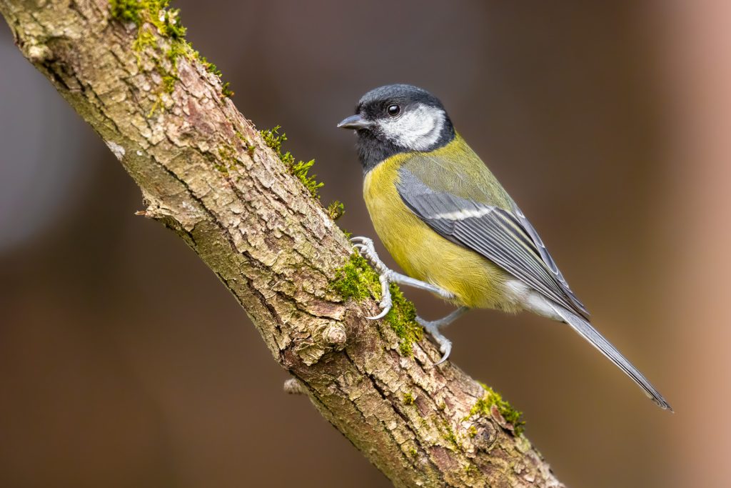 Great Tit (Parus major) climbing up a textured tree trunk with patches of moss