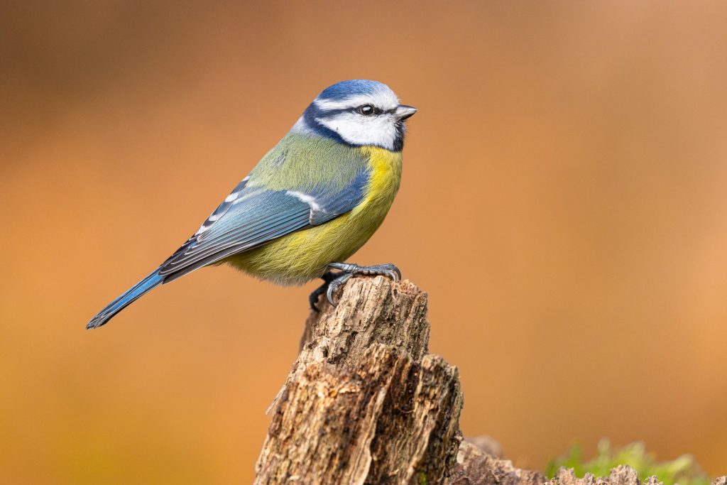 Blue tit (Cyanistes caeruleus) on a stump with orange-brown background, showing its blue cap and white cheeks